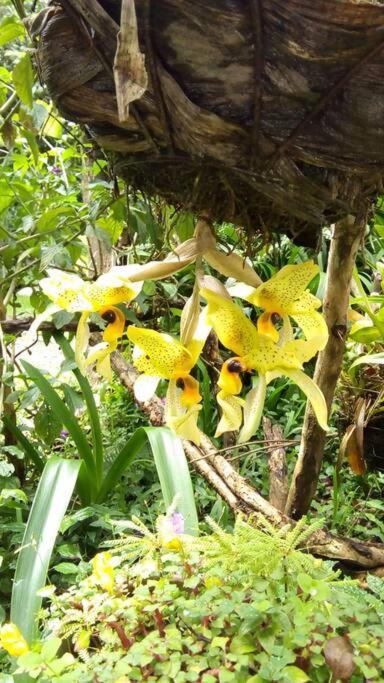 Casa Euphonia Monteverde Esterno foto